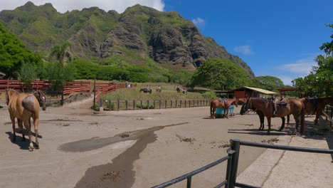 Caballos-En-Un-Establo-Con-Jinetes-En-El-Fondo-En-El-Rancho-Kualoa-En-Oahu,-Hawaii