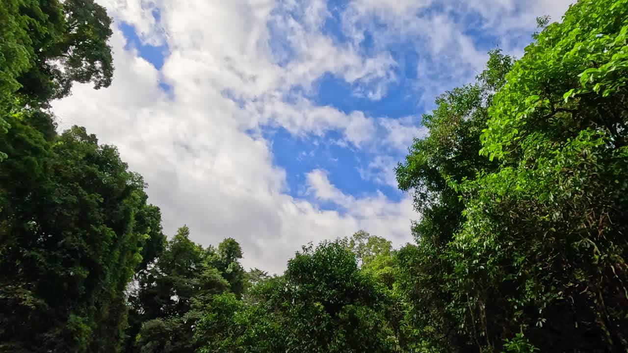 Vibrant green foliage under a bright blue sky with scattered clouds. Captures the serene beauty of Dorrigo's rainforest