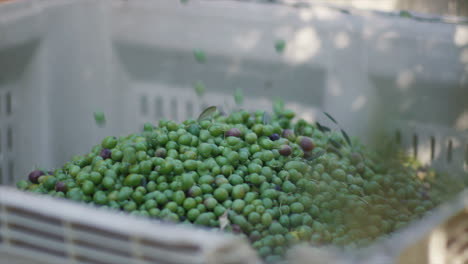 olives harvest