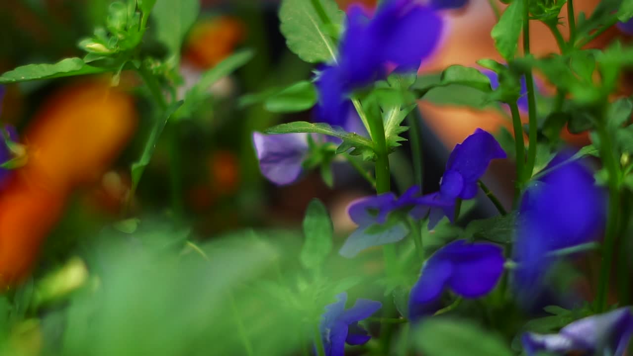 Vibrant Orange and Purple Pansies in a Garden