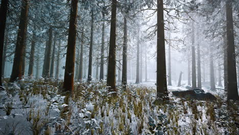 Winterweißer-Gefrorener-Wald-Im-Schnee