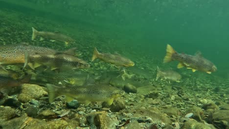 huge flock of wild atlantic salmon and trout coming into frame from left, underwater river