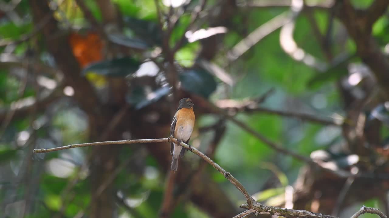 Mugimaki Flycatcher, Female, Ficedula mugimaki, Khao Yai National Park, Thailand
