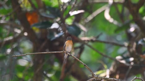 mugimaki flycatcher, female, ficedula mugimaki, khao yai national park, thailand