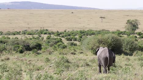 Un-Clip-Sobre-Un-Elefante-Parado-En-Un-Paisaje-De-Hierba