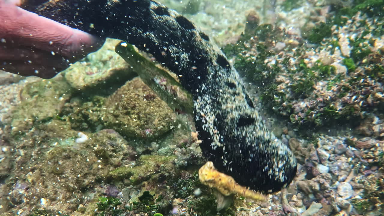 Primo piano di una persona che tiene in mano un cetriolo di mare nero sott'acqua a Weligama.