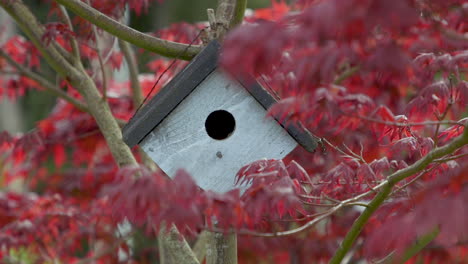 Birdhouse-hanging-on-Japanese-Maple-tree-branch-in-the-breeze