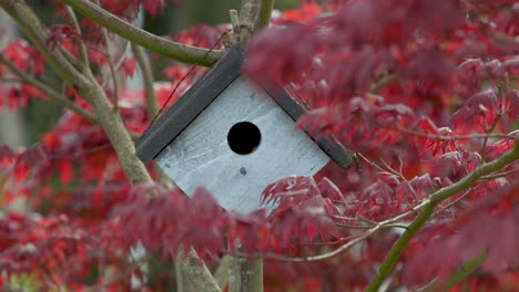 birdhouse hanging on japanese maple tree branch in the breeze