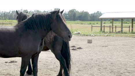 Rural-Ranch-With-Beautiful-Black-Horses-At-Daytime