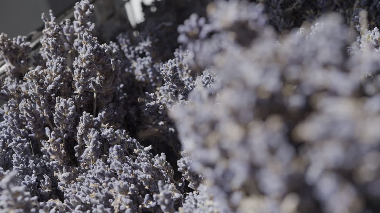 건조한 라벤더 꽃받침