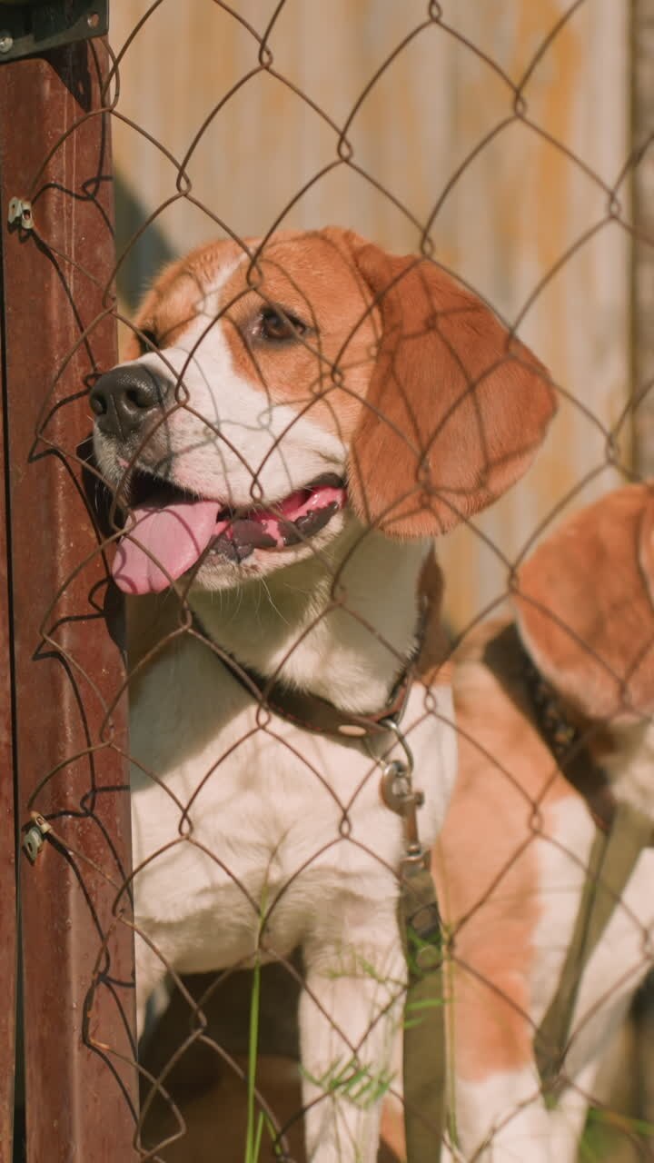 Two dogs behind chain-link fence in sunny outdoor setting near weathered wooden door, both looking around calmly, background features rustic building