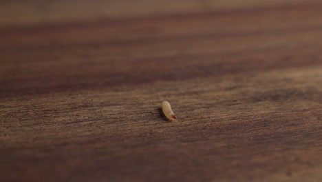 Larvas-De-Polilla-Arrastrándose-Sobre-La-Mesa-De-Madera