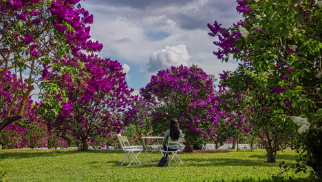 magical time lapse of a woman sitting in her yard surrounded by violet flowering trees and fluffy clouds in the sky passing her by