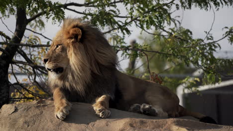 King-of-beasts-resting-on-a-rock-on-a-windy-day--close-up