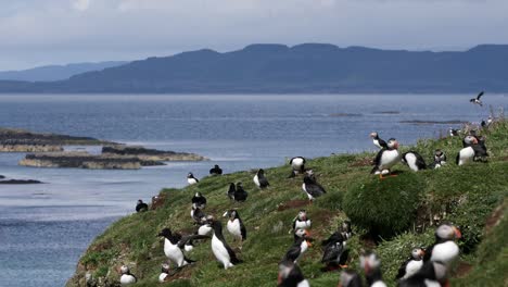 Puffins-on-headland,-Treshnish-Islands,-Scotland