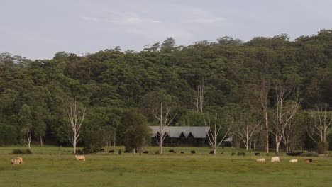 deer graze peacefully in a lush green meadow
