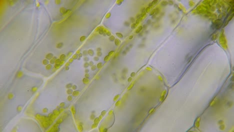 green plant cells of waterweed seen under microscope with streams of cell liquid and organelles as chloroplasts and in the upper right corner bacteria moving