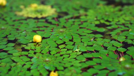 4k shot of beautiful special species of geometric water lilies leaf floating in pond with small fish swimming under