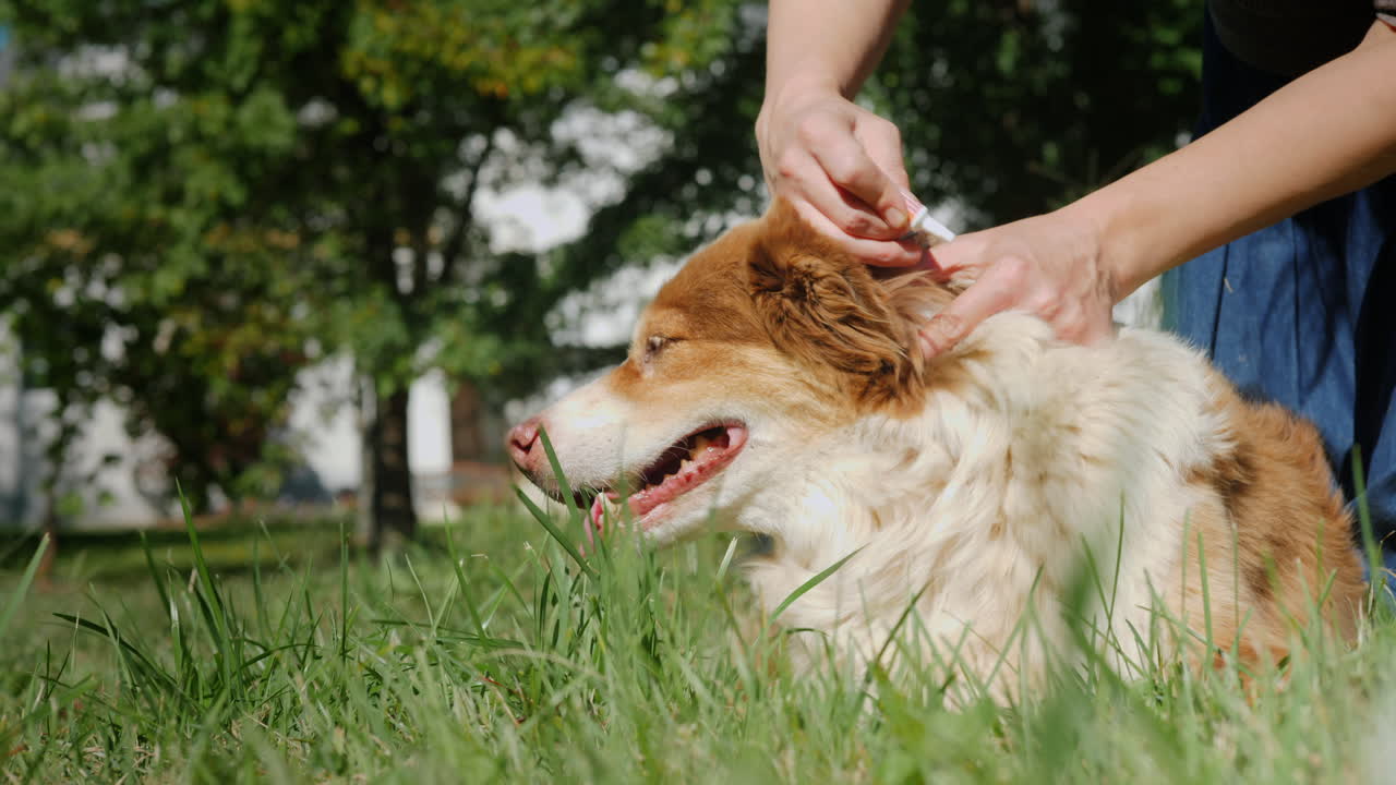 진드기에 대한 개 치료
