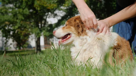 Treating-a-Dog-for-Ticks