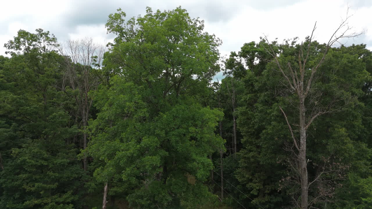 Unpaved Road Through The Forest Along The Towering Trees. - aerial ascend shot