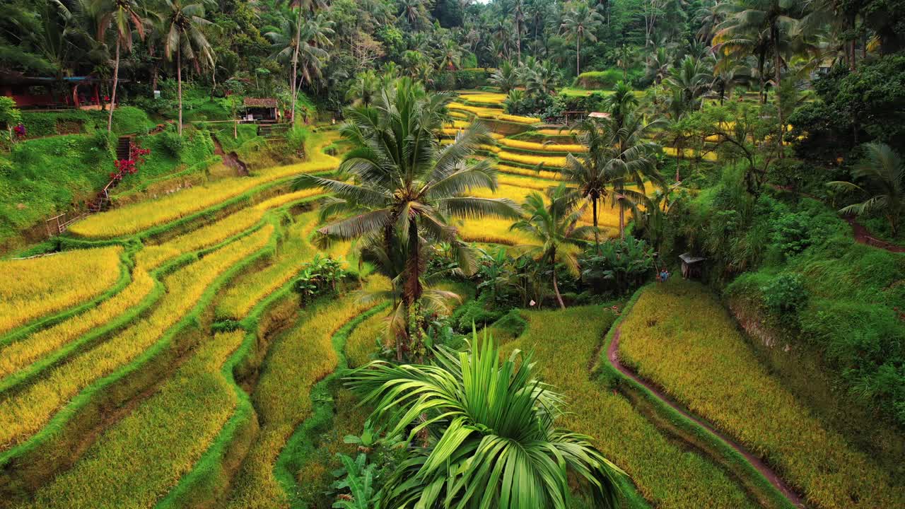 el dron de la terraza de arroz de tegalalang vuela sobre las palmeras en ubud, bali