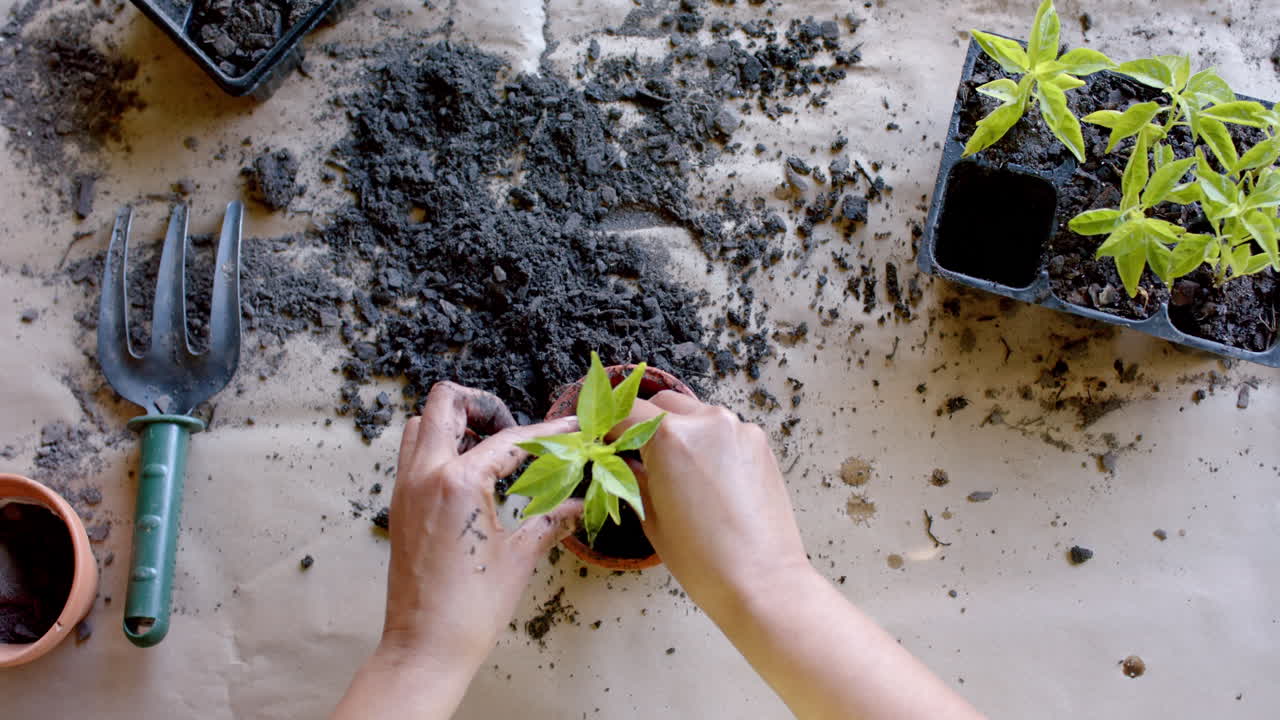 Senior biracial woman planting plants in pots in garden at home, slow motion