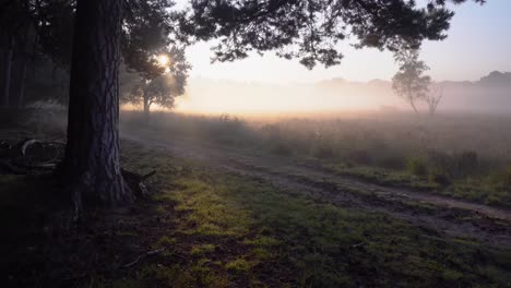 misty forest sunrise/sunset