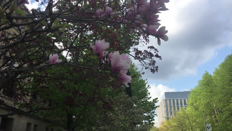 árbol de magnolia chino o árbol de tulipanes con un hermoso fondo de cielo azul en toronto, ontario, canadá