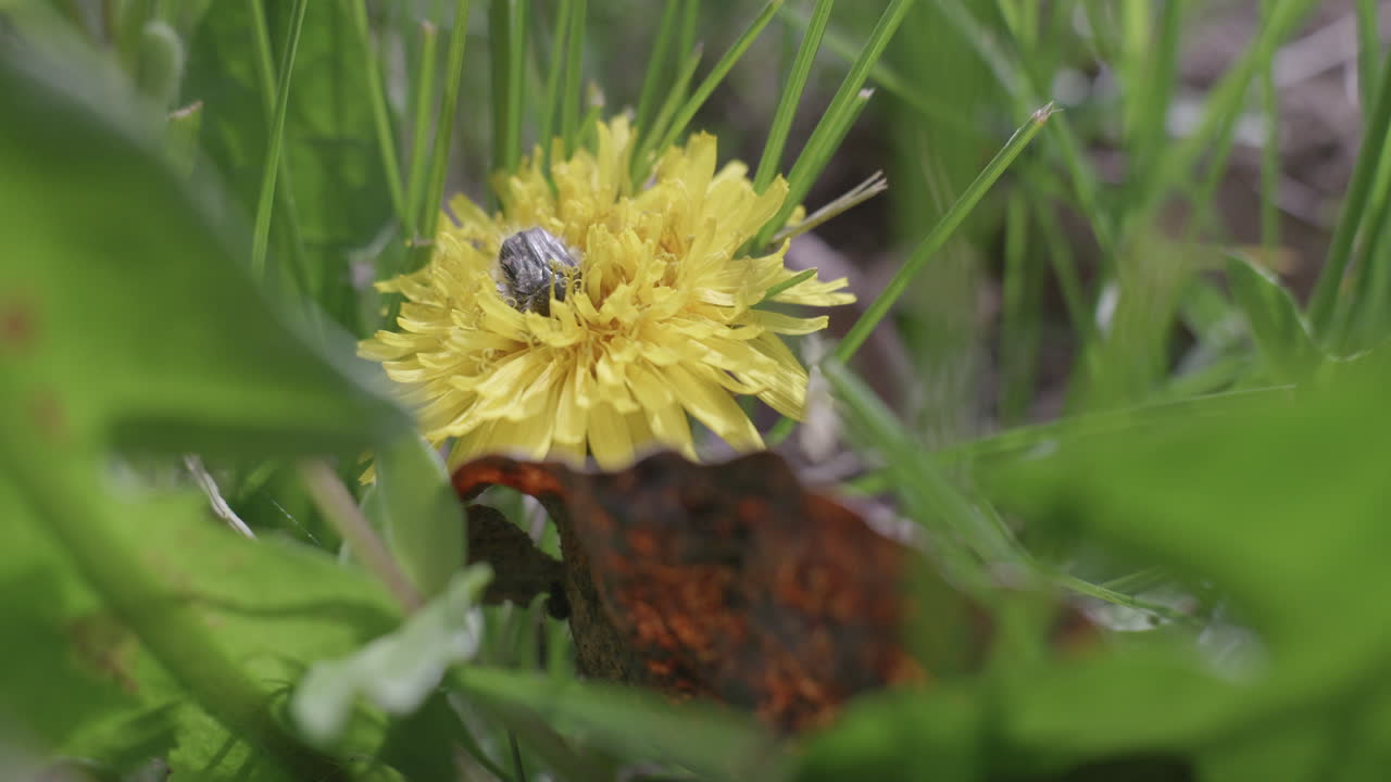 Insetto dei fiori durante l'impollinazione su un fiore giallo.