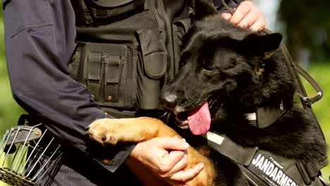 gendarmerie dog playing with the instructor