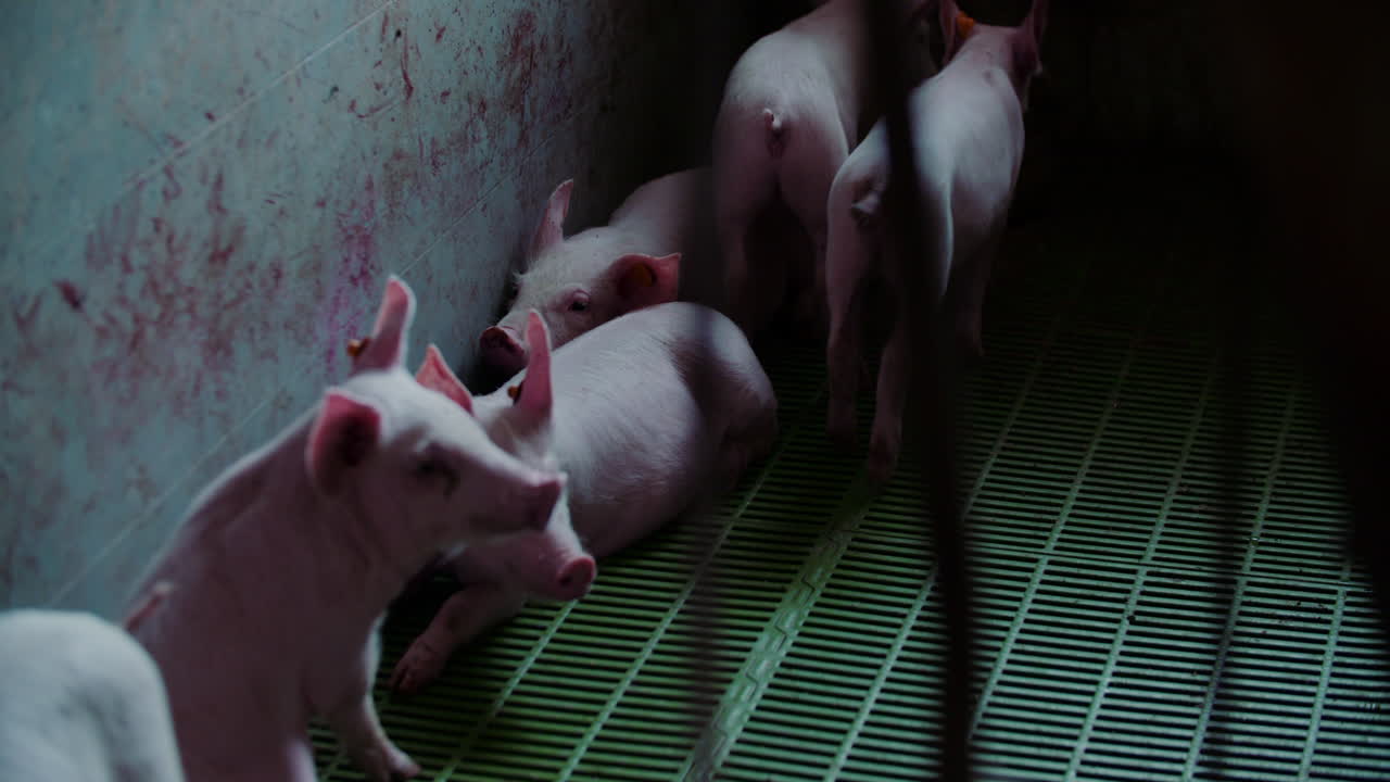 창고에 힌 돼지