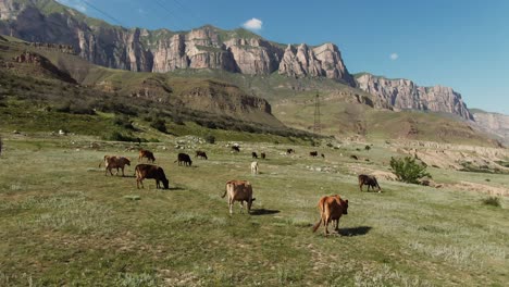 cows grazing in a mountain valley