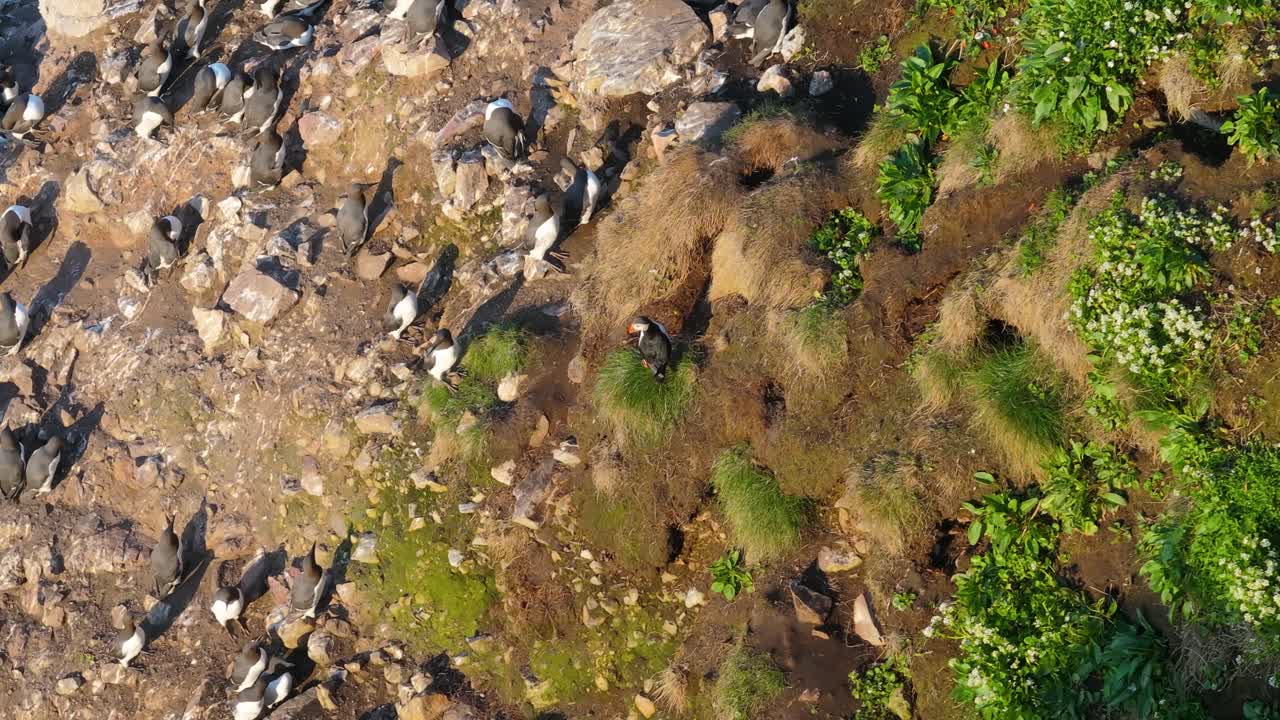 Puffins at Ireland’s Eye - 4K Cinematic Drone Footage Co.Dublin - Ireland 05.27