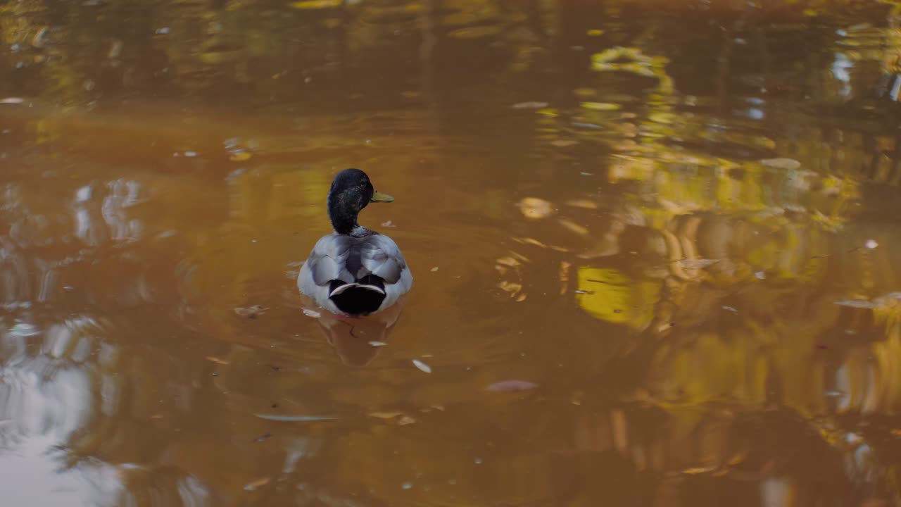 Ducks swimming on the surface of the lake water, on a quiet autumn day