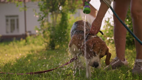 dog being bathed by owner outdoors on sunny day, with refreshing water sprayed gently over dog, surrounded by greenery, and a building visible in blurred background