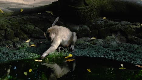 medium shot monkey playing with reflection and leaves in pond