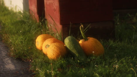 tiro medio de calabazas y calabazas en un jardín en verano