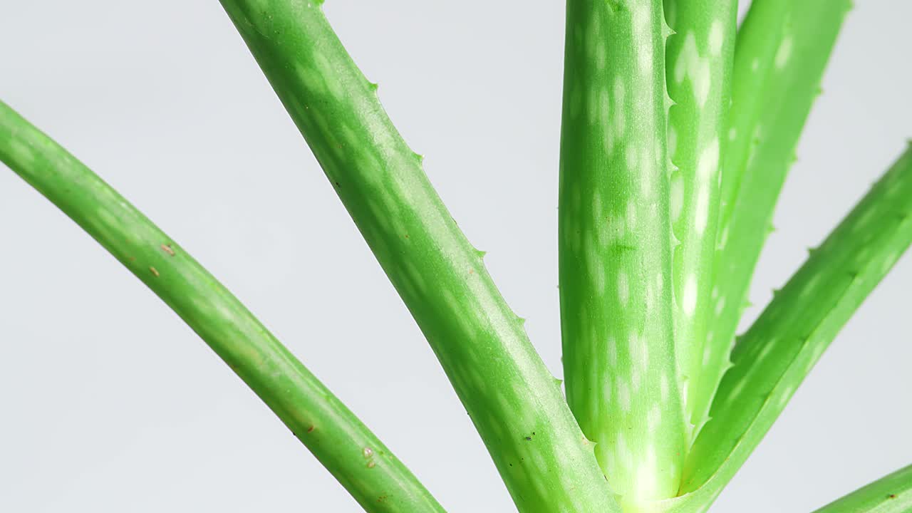 알로에 베라 식물 잎의 근접 사진