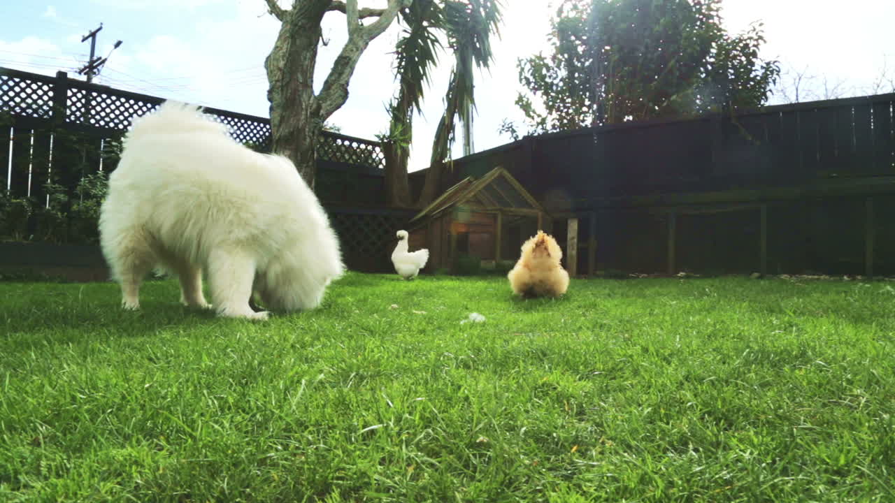 Samoyed dog and two fluffy chickens eating bits of food in a backyard