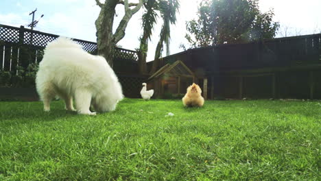 samoyed dog and two fluffy chickens eating bits of food in a backyard