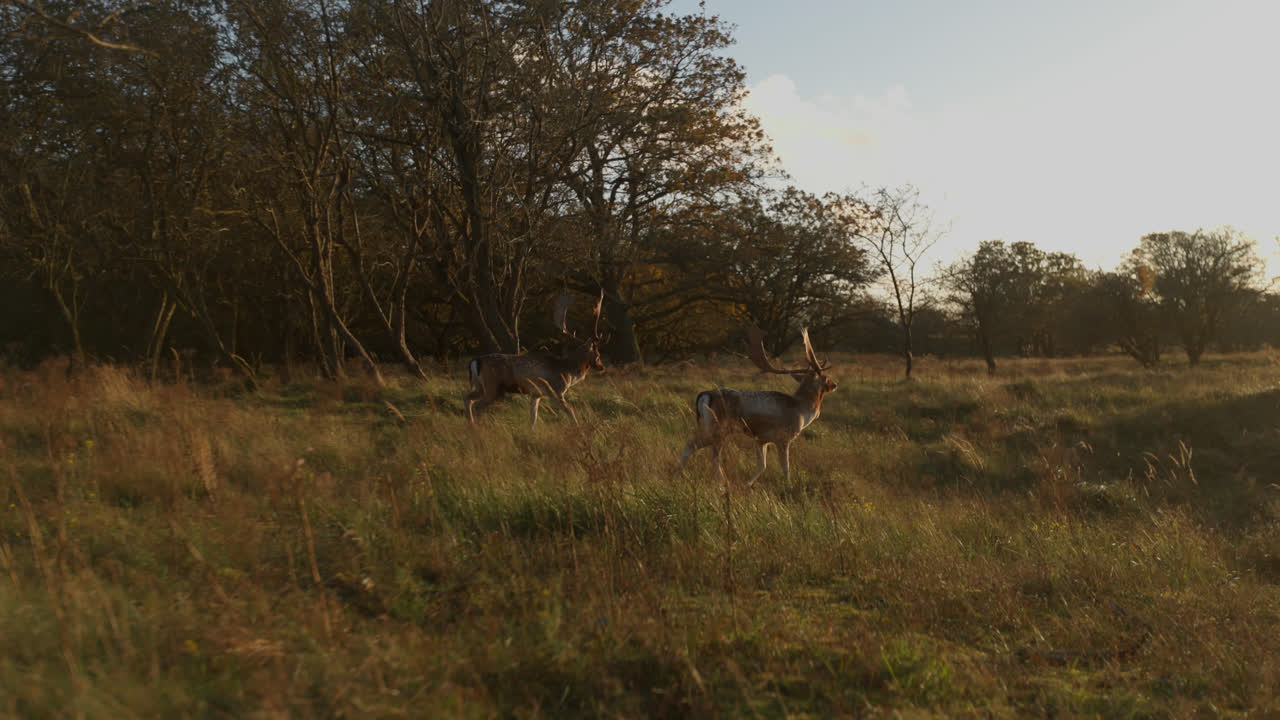 ciervos en barbecho en un prado al atardecer