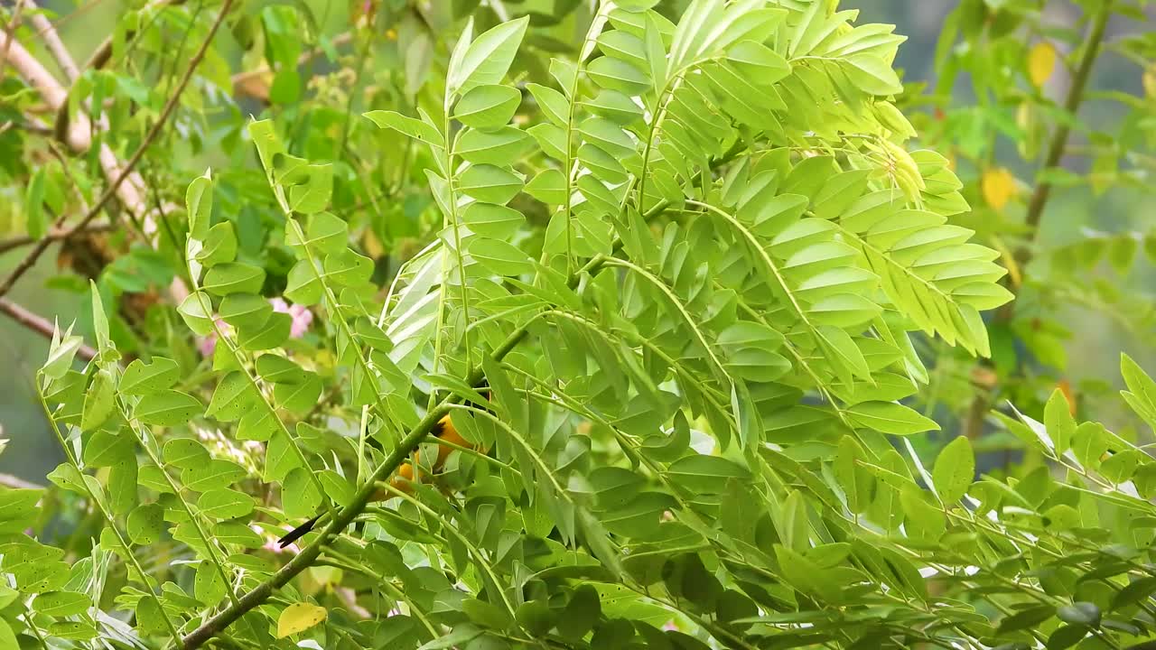hojas verdes vibrantes con un oriole encapuchado oculto en un día nublado