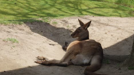 a kangaroo is resting in the shade, enjoying a moment of relaxation