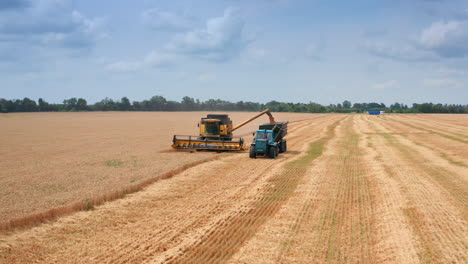 approaching the machines in the wheat plantations. yellow combine harvester uploads grain into tractor. beautiful field scenery backdrop.