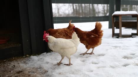 chickens walking together in the winter in slow motion