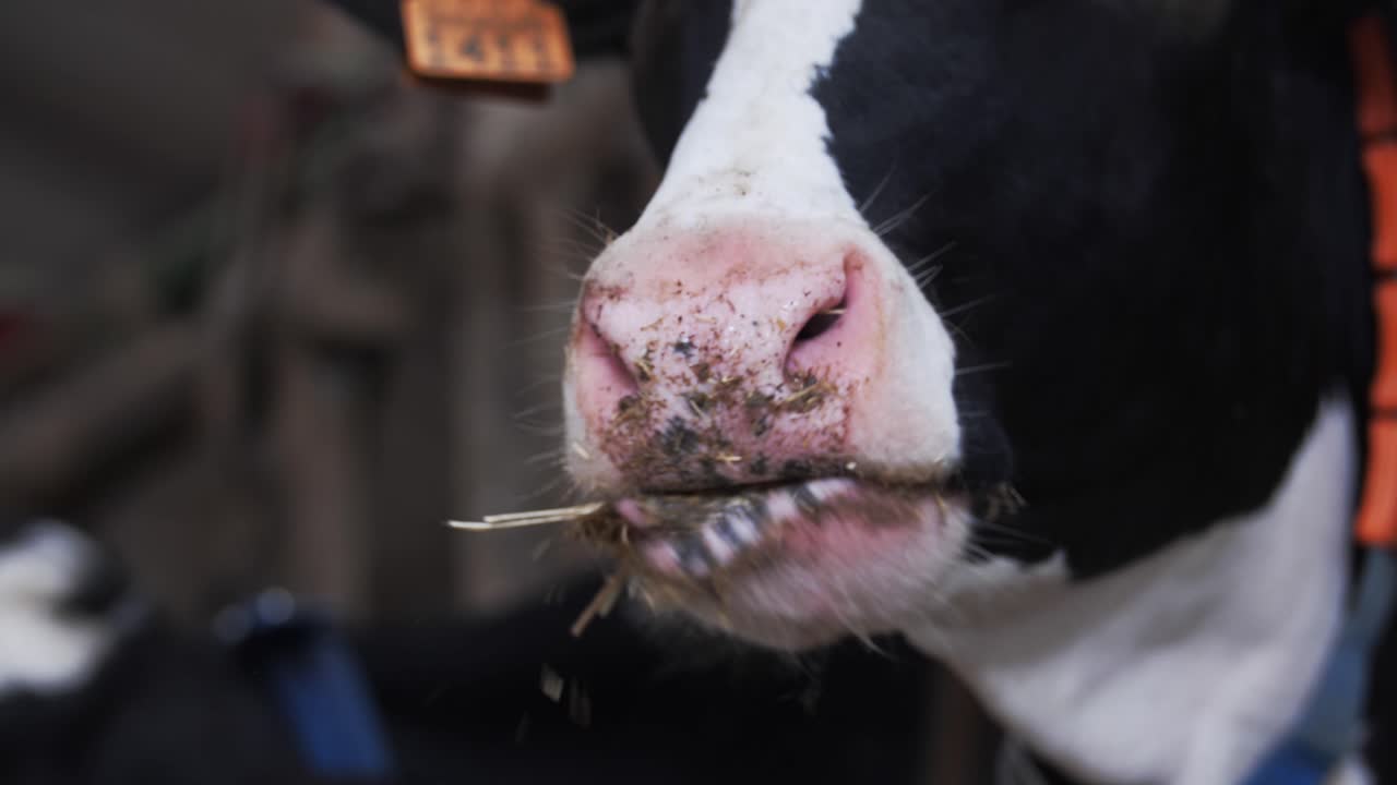 소의 코와 입의 클로즈업, 으로, 농장의 실내에서, 먹이 시간 동안