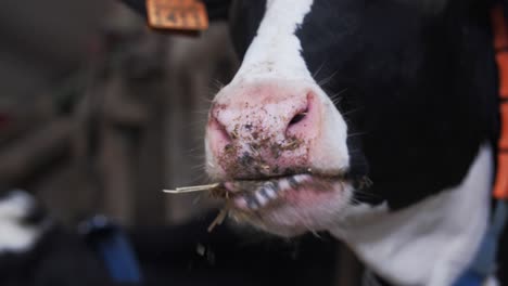 Close-up-of-a-cow's-nose-and-mouth-with-hay,-indoors-on-a-farm,-during-feeding-time