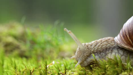 Helix-pomatia-also-Roman-snail,-Burgundy-snail