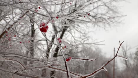 Eine-Nahaufnahme-Mehrerer-Roter-Waldbeeren,-Die-In-Bäumen-In-Der-Natur-Zu-Finden-Sind-Und-Vom-Eiskalten-Regen-Mit-Eis-Bedeckt-Sind